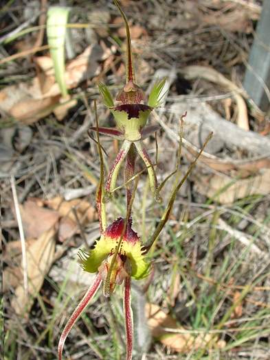 Caladenia - orchidaceae_spider.jpg